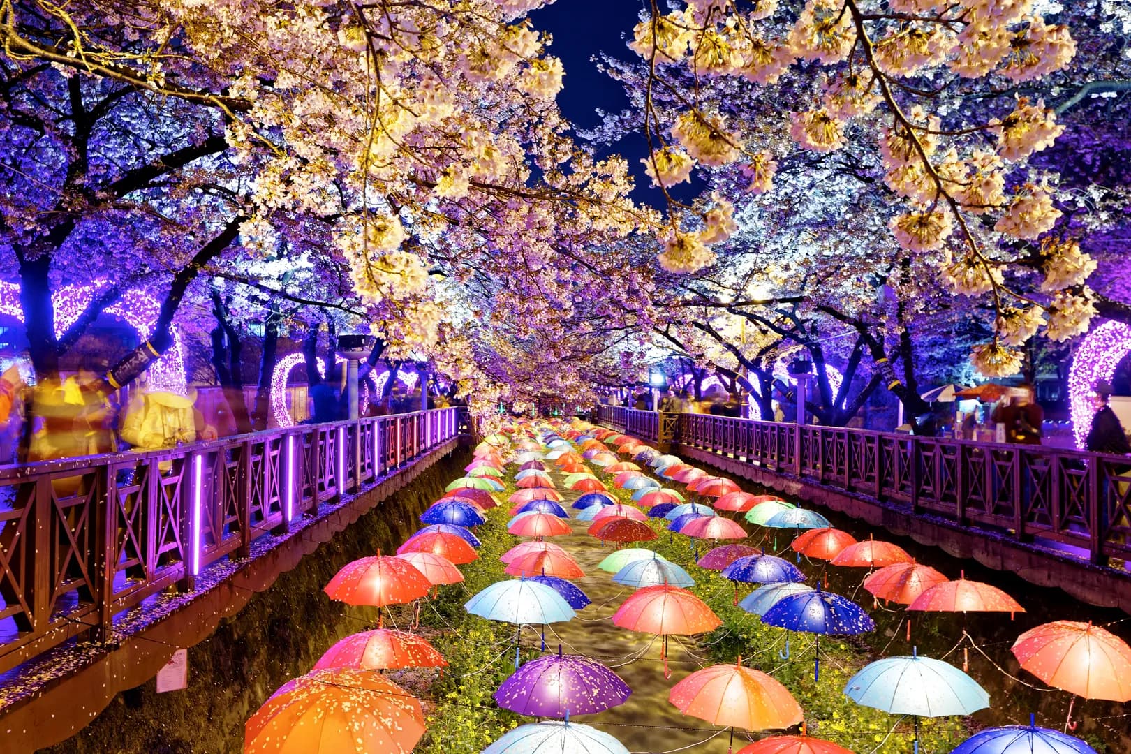 jinhae cherry blossom festival.jpg.webp