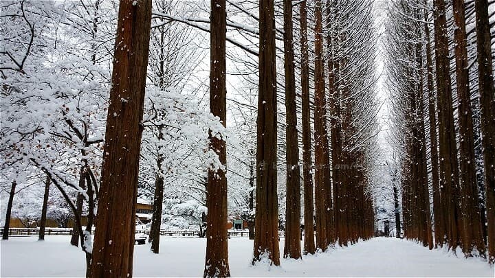 nami island in winter 4.jpg