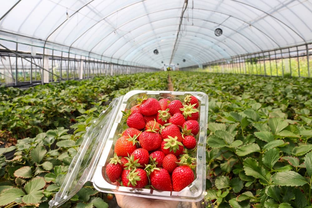 strawberry 10.jpg